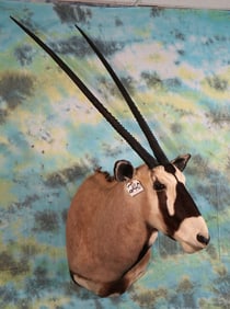 African Gemsbuck Antelope Shoulder Taxidermy Mount