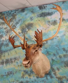 Beautiful Wide Spread Quebec-Labrador Caribou Shoulder Taxidermy Mount
