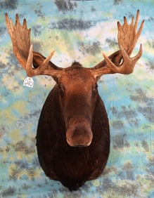 Canadian Moose Shoulder Taxidermy Mount