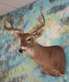 8pt. Texas Whitetail Deer Shoulder Taxidermy Mount