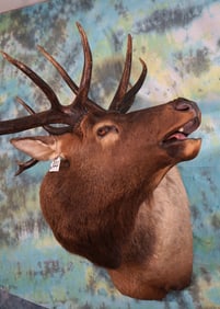 Majestic 7 x 6 Bugling Elk Shoulder Taxidermy Mount