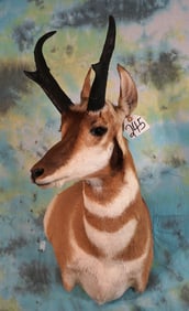 Pronghorn Antelope Offset Shoulder Taxidermy Mount