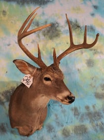 8pt. Texas Whitetail Deer Shoulder Taxidermy Mount
