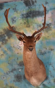 Brown Fallow Deer Shoulder Taxidermy Mount
