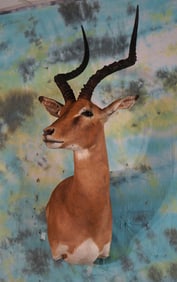 African Impala Ram Shoulder Taxidermy Mount