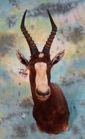 African Blesbuck Antelope Shoulder Taxidermy Mount
