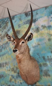 African Common Waterbuck Antelope Shoulder Taxidermy Mount