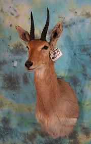 African Southern Mountain Reedbuck Shoulder Taxidermy Mount