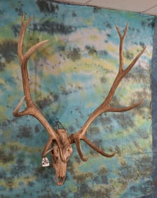 6 x 6 Elk Skull Taxidermy