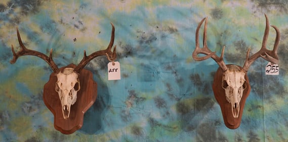 9pt. & 8pt. Whitetail Deer Skulls on Wall Pedestal Panels Taxidermy