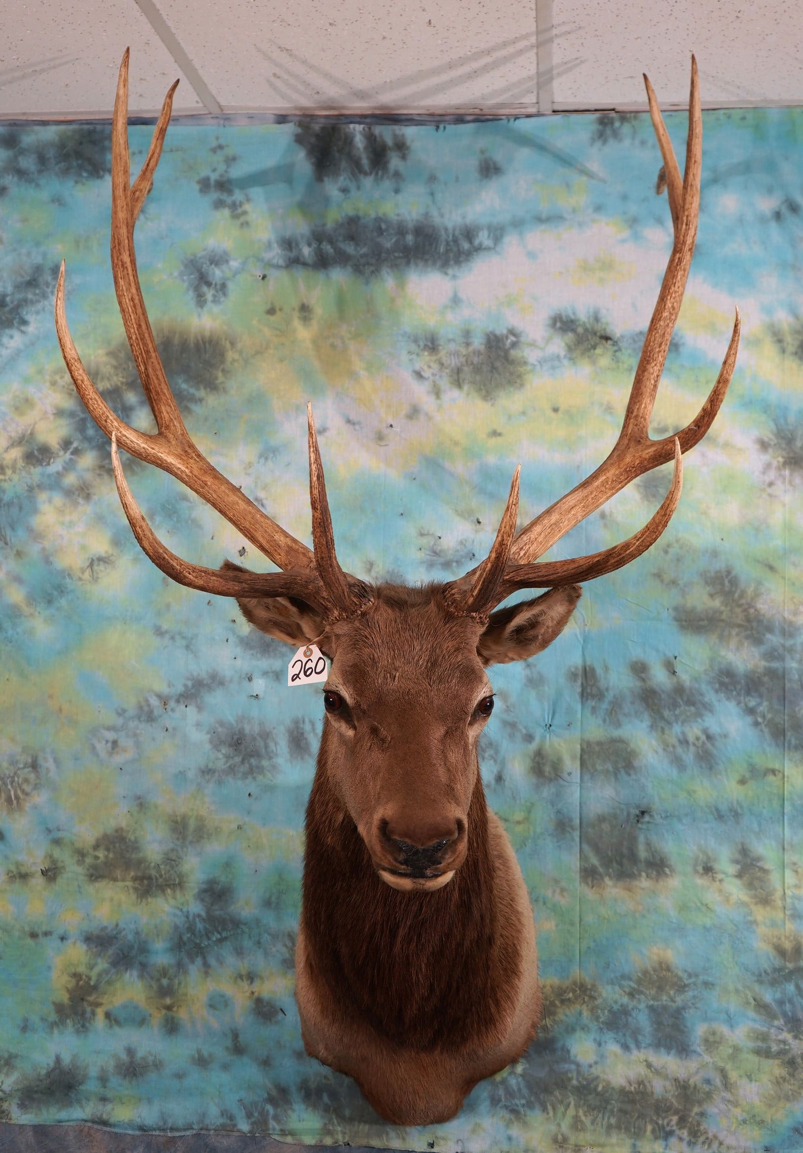 Very Nice 6 x 6 Elk Shoulder Taxidermy Mount: This mount is clean and in excellent condition. The taxidermy is very good, and this mount grades a 9.5.