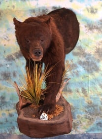 Half Body Cinnamon Colored Black Bear Taxidermy Mount
