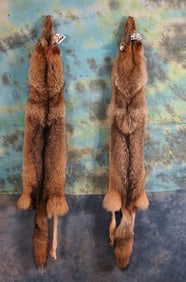 (2) Good Quality Tanned Coyote Full Skins Taxidermy