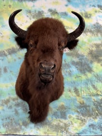 American Bison Shoulder Taxidermy Mount