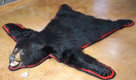 Very Nice Black Bear Rug Taxidermy Mount