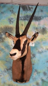 African Beisa Oryx Shoulder Taxidermy Mount **TEXAS RESIDENTS ONLY!**