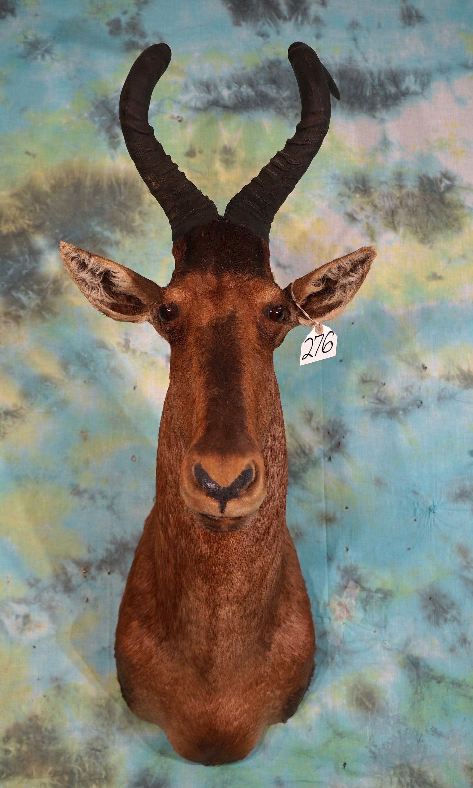 African Red Hartebeest Antelope Shoulder Taxidermy Mount (1 of 2)