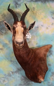 African Hybrid Blesbuck Antelope Shoulder Taxidermy Mount