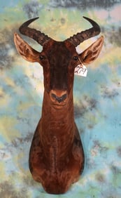 African Tsessebee Antelope Shoulder Taxidermy Mount