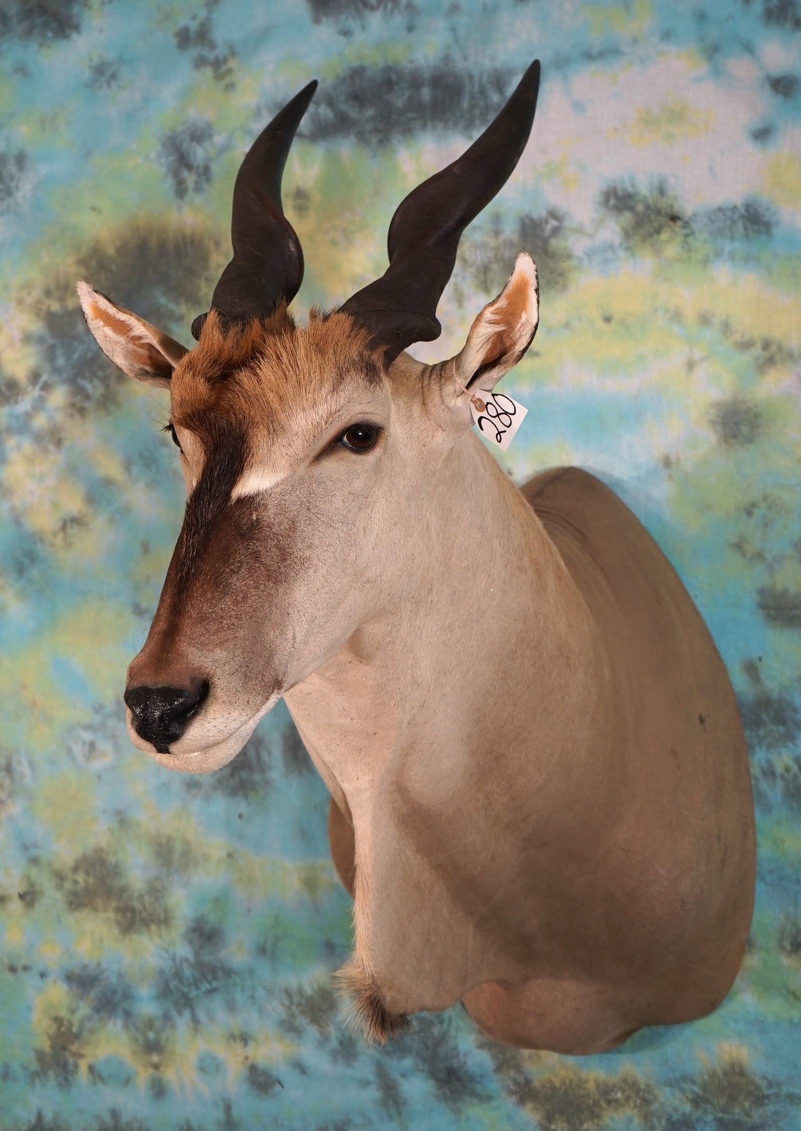 African Livingstone Eland Antelope Shoulder Taxidermy Mount (1 of 4)