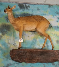 Cool! Chinese Water Deer Full Body Taxidermy Mount