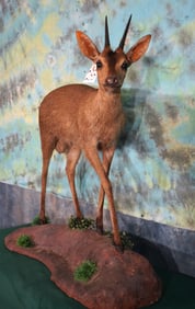 Full Body Male African Bush Duiker Pygmy Antelope Taxidermy Mount in Habitat