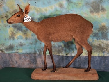 Full Body Female African Bush Duiker Pygmy Antelope Taxidermy in Habitat