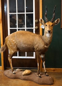 African Limpopo Bushbuck Full Body in Habitat Taxidermy Mount