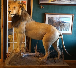 African Lion Full Body in Habitat Taxidermy Mount **TEXAS RESIDENTS ONLY!**