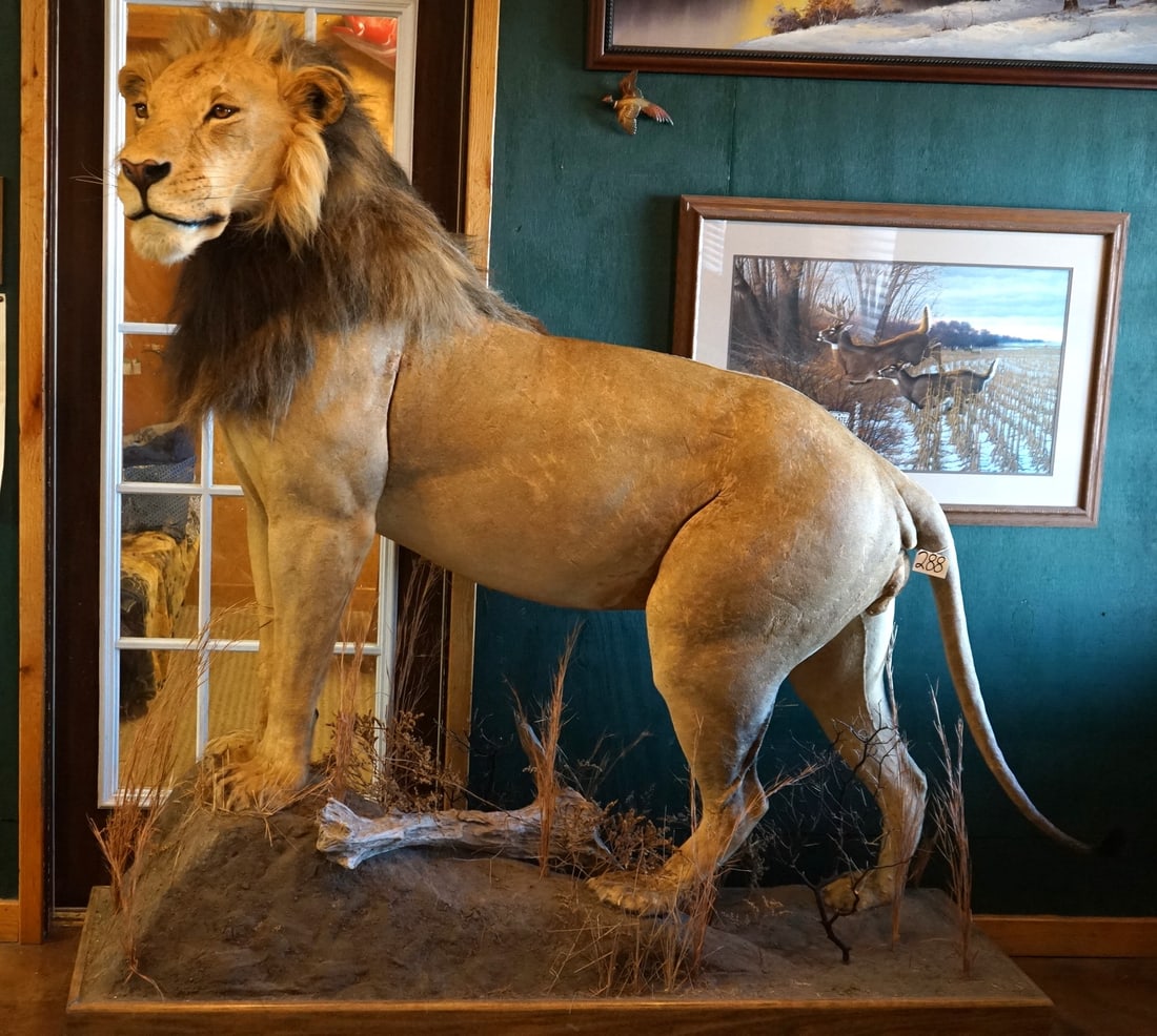 African Lion Full Body in Habitat Taxidermy Mount **TEXAS RESIDENTS ONLY!** (1 of 6)