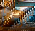 African Lion Full Body in Habitat Taxidermy Mount **TEXAS RESIDENTS ONLY!**