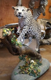 Awesome Full Body African Leopard Taxidermy Mount in Habitat  **TEXAS RESIDENTS ONLY!**