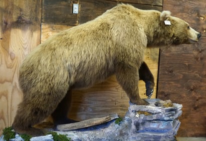 Full Body Alaskan Grizzly Bear in Habitat Taxidermy Mount