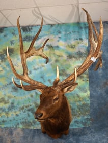 Giant! Monster 524 gross 9 x 9 Elk Shoulder Taxidermy Mount