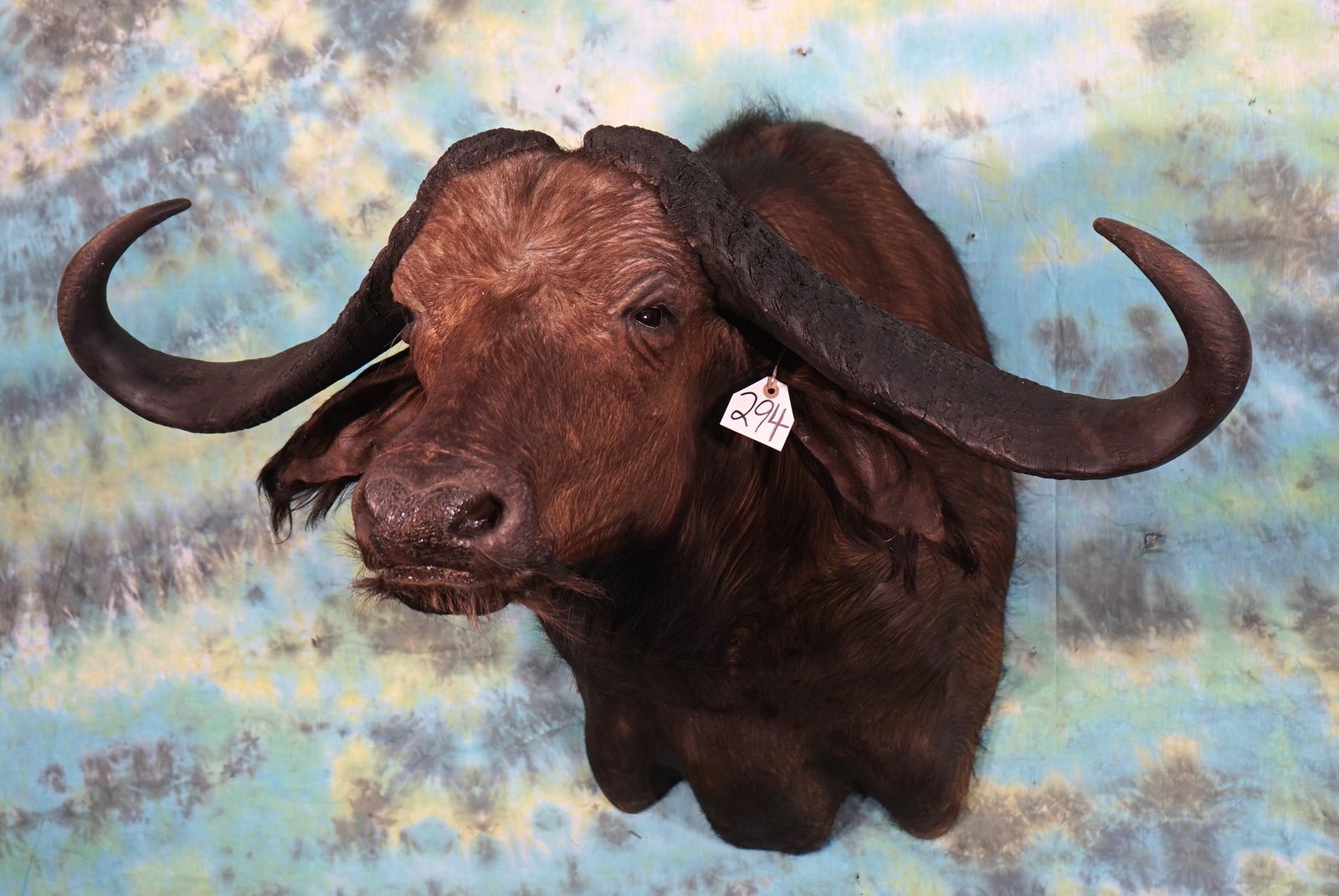 Very Wide 48 5/8" African Cape Buffalo Shoulder Taxidermy Mount (1 of 4)