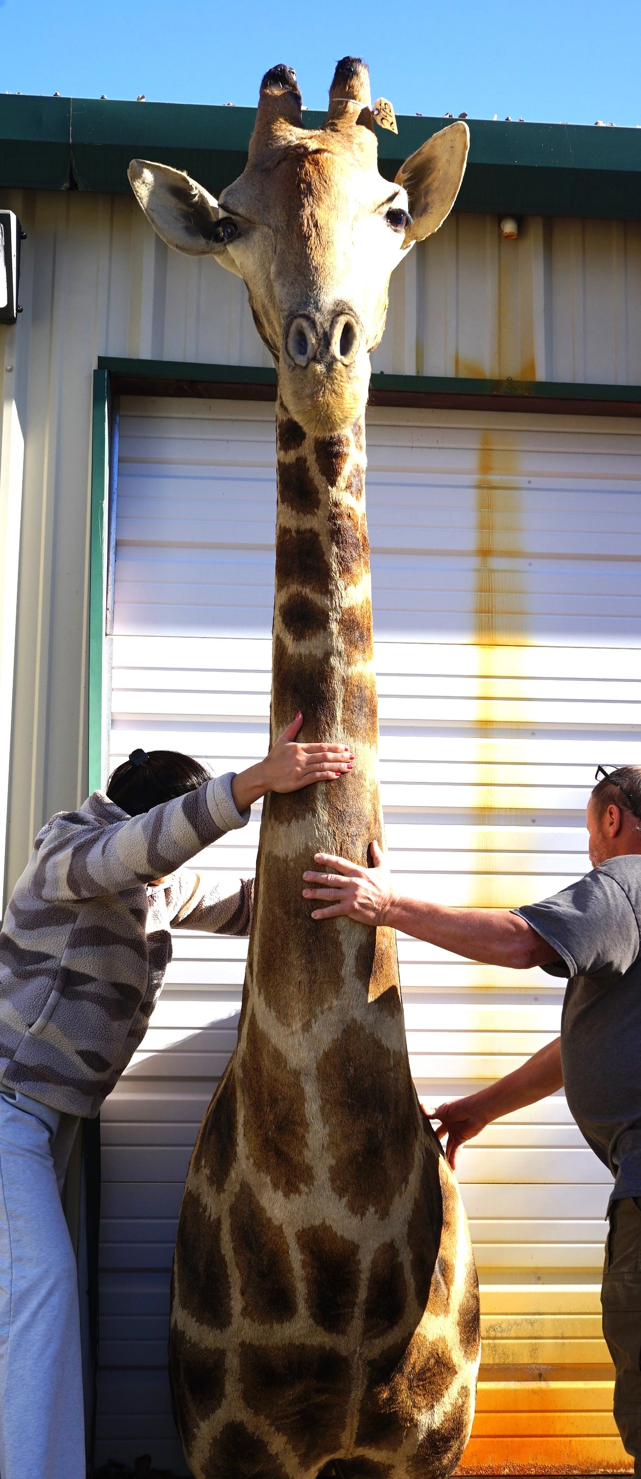 Beautiful Giraffe Shoulder Taxidermy Mount (1 of 5)