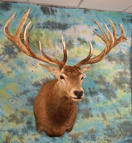 Big 8 x 8 Red Stag Shoulder Taxidermy Mount