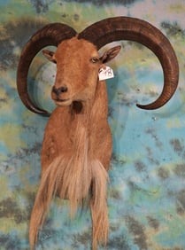 High Record Book Gold Medal Aoudad Sheep Shoulder Taxidermy Ram Mount