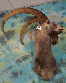 #14 SCI Gold Medal Record Book Mongolian Ibex Shoulder Taxidermy Mount