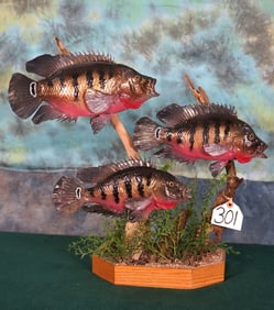 Three South American Peacock Bass Real Skin Taxidermy Fish Mount on Habitat Base