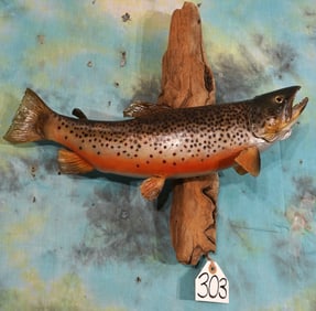 19 1/4" Real Skin Brook Trout Taxidermy Fish Mount