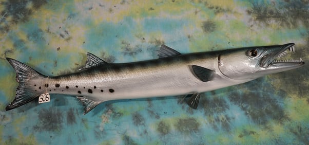 Brand New 52 1/2" Barracuda Fiberglass Reproduction Taxidermy Saltwater Fish Mount