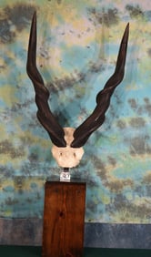 Central African Lord Derby Giant Eland Pedestal Taxidermy Horn Mount