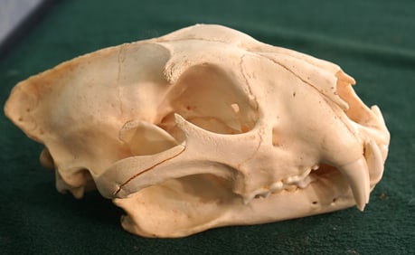 Large African Leopard Skull Taxidermy **TEXAS RESIDENTS ONLY!**