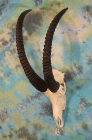African Common Sable Antelope Skull Taxidermy