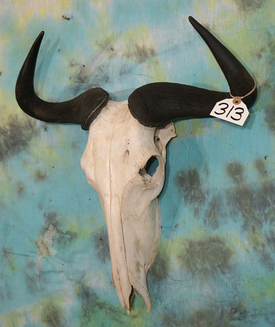 African Blue Wildebeest Skull Taxidermy (1 of 3)