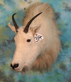 Rocky Mountain Goat Shoulder Taxidermy Mount