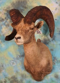 Boone  Crockett Record Book Desert Bighorn Sheep Shoulder Taxidermy Ram Mount