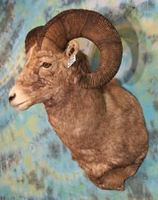 All Time B & C 180 5/8" net Record Book Rocky Mountain Bighorn Sheep Shoulder Taxidermy Ram Mount