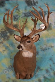 Extra Large 21pts. Whitetail Deer 235 3/8" gross scores Shoulder Quality Taxidermy Mount